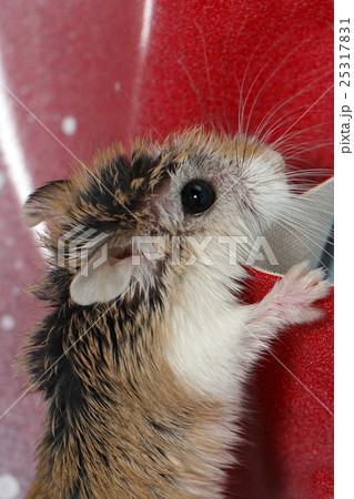 ハムスター 25317831