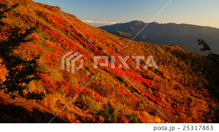 大雪山・日の出に照らされ、赤く染まった銀泉台の紅葉 25317863