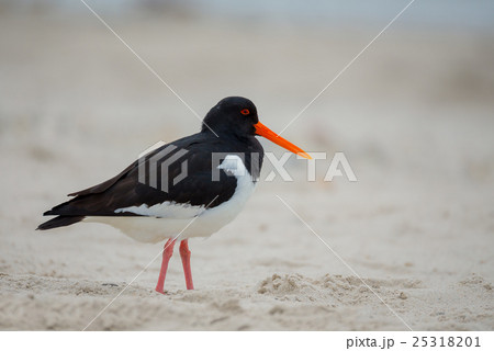 Eurasian oystercatcher (Haematopus ostralegus) 25318201