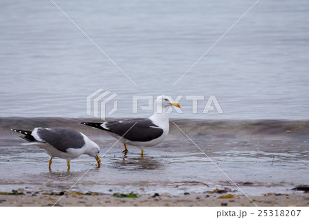 European Herring Gulls, Larus argentatus 25318207