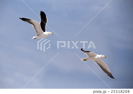 flying European Herring Gulls, Larus argentatus flying European Herring Gulls, Larus argentatus 25318208