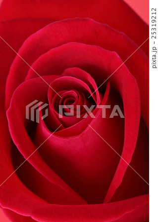 red rose flower with beautiful petals shape heart 25319212