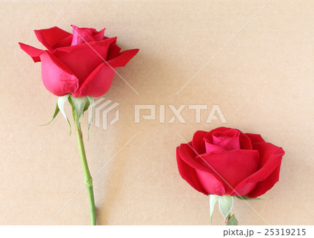 red rose flower on blank paper page for creative 25319215