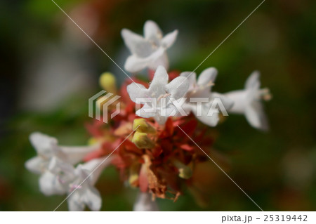 ハナゾノツクバネウツギ 25319442