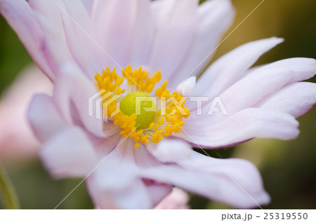 風に吹かれる秋明菊（シュウメイギク)の花 25319550