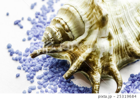 brown seashell 25319684