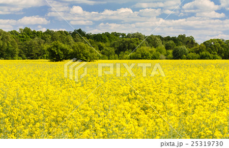 yellow canola field yellow canola field 25319730
