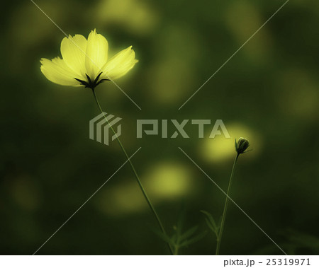 秋桜 25319971