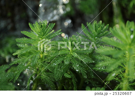 オオフサモ 25320607