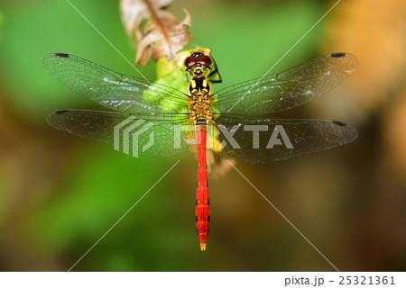 マユタテアカネ 25321361