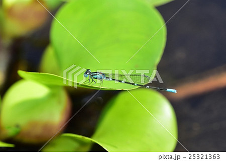 セスジイトトンボ 25321363