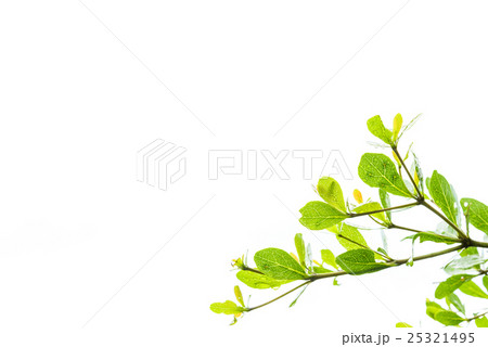 Green leaves isolated on white Green leaves isolated on white 25321495