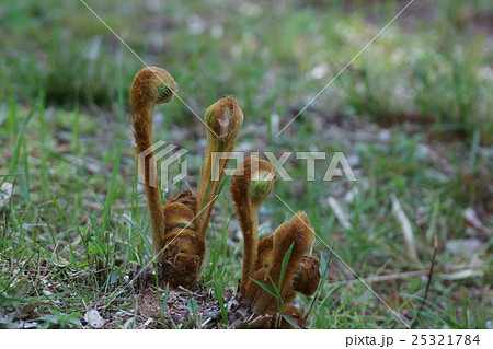 羊歯の新芽 25321784