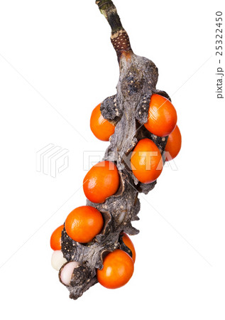 Magnolia flower fruit pod with berries Magnolia flower fruit pod with berries 25322450