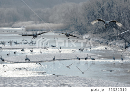 タンチョウの塒立ちと樹氷 タンチョウの塒立ちと樹氷 25322516