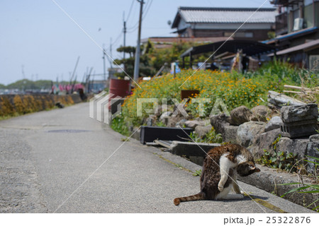 琵琶湖沖島の猫の写真素材