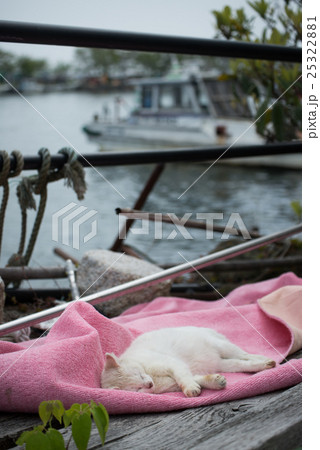 琵琶湖沖島の猫の写真素材