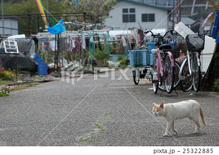 琵琶湖沖島の猫の写真素材