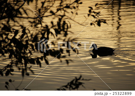 七本木池公園夕景 25322899