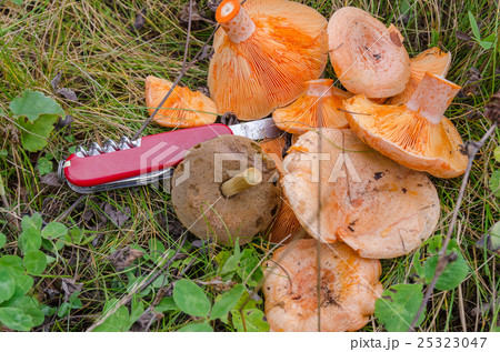 Mushrooms of the forest Red Mushrooms of the forest Red 25323047