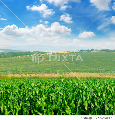 green corn field and blue sky 25323847