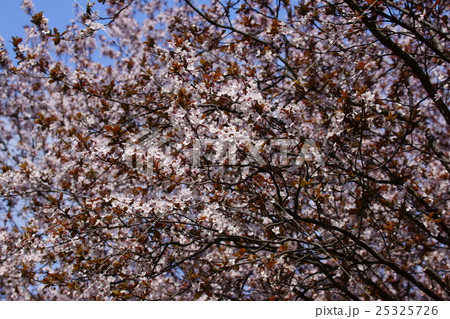 紅葉李 ベニバスモモ 花言葉は 忠実 の写真素材 紅葉李 ベニバスモモ 花言葉は 忠実 の写真素材