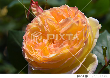 ローズガーデン ～青島こどものくに・フラワーフェスタ～ （宮崎県宮崎市） 25325750