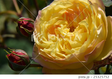 ローズガーデン ~青島こどものくに・フラワーフェスタ~ (宮崎県宮崎市) ローズガーデン ~青島こどものくに・フラワーフェスタ~ (宮崎県宮崎市) 25325752