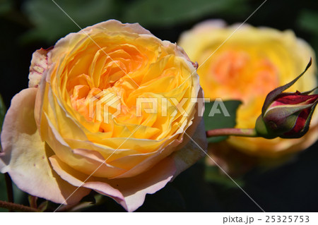 ローズガーデン ～青島こどものくに・フラワーフェスタ～ （宮崎県宮崎市） 25325753