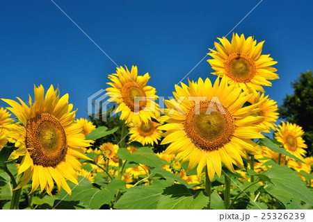 明野のひまわり畑 明野のひまわり畑 25326239