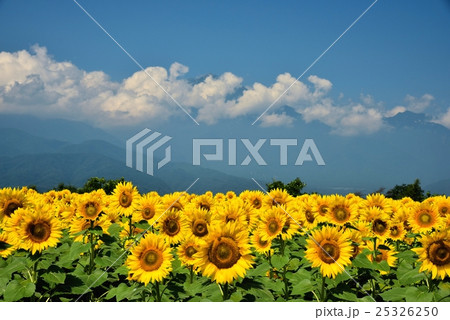 明野のひまわり畑 25326250
