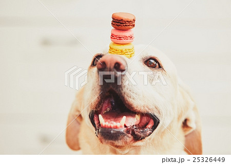 Dog with tasty macaroons 25326449