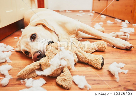 Naughty dog home alone Naughty dog home alone 25326458