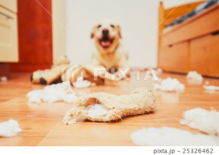 Naughty dog home alone 25326462