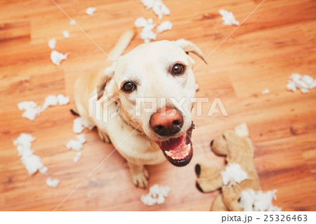 Naughty dog home alone 25326463