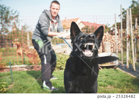 Aggressive dog is barking 25326482