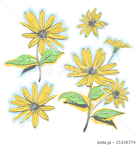 Hand-drawn chamomiles, daisies. Autumn flowers Hand-drawn chamomiles, daisies. Autumn flowers 25326774