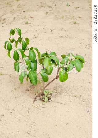 Garlic Vine plant or Mansoa alliacea, Pachyptera 25327250