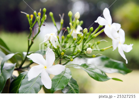 White flower Murraya paniculata 25327255