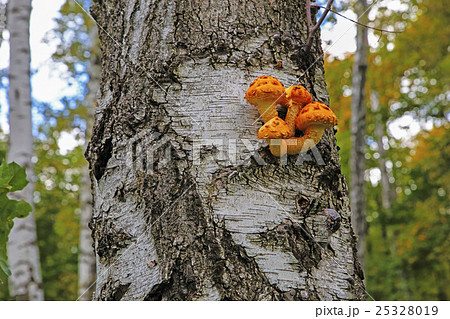 mushrooms on the trunk of the Birch 25328019