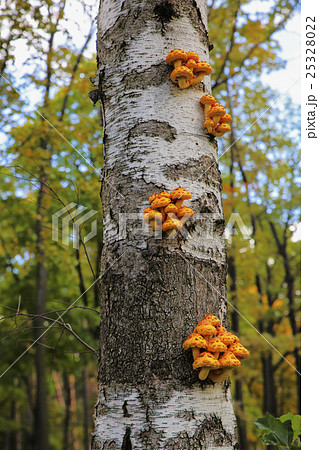 mushrooms on the trunk of the Birch 25328022