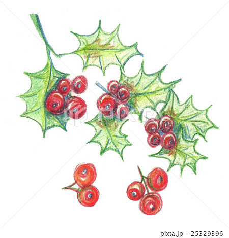 watercolor  Christmas illustration holly berries 25329396