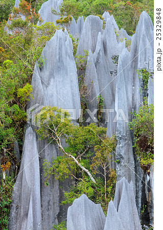 Limestone pinnacles at gunung mulu national park Limestone pinnacles at gunung mulu national park 25329848