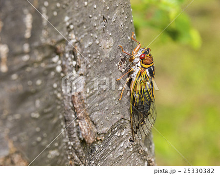 エゾゼミ(横構図、斜め上から) エゾゼミ(横構図、斜め上から) 25330382