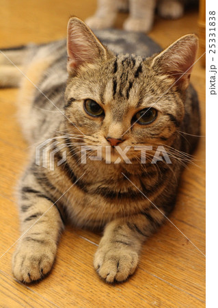 アメリカンショートヘアー　アメショー　ブラウンタビー 25331838