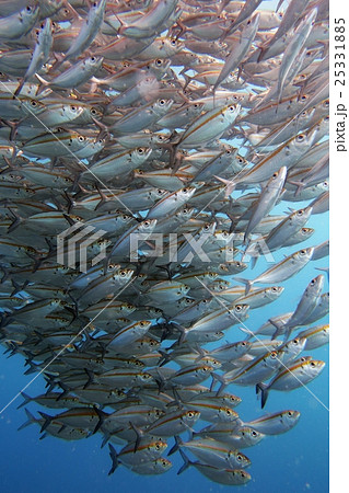 海 大洋 海原 25331885