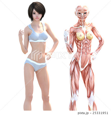 女性 解剖 筋肉 ３dcg イラスト素材のイラスト素材 25331951 Pixta