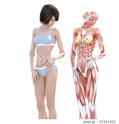 女性 解剖 筋肉 ３dcg イラスト素材のイラスト素材 25331952 Pixta
