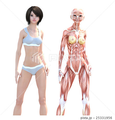 女性 解剖 筋肉 ３dcg イラスト素材のイラスト素材