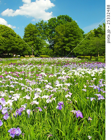 水元公園の菖蒲園風景の写真素材